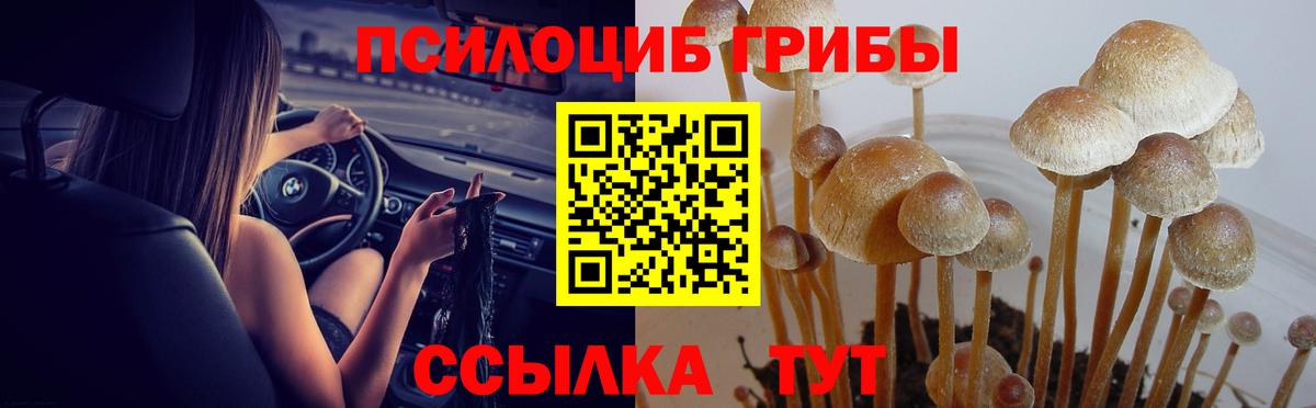 Галлюциногенные грибы GOLDEN TEACHER Курганинск